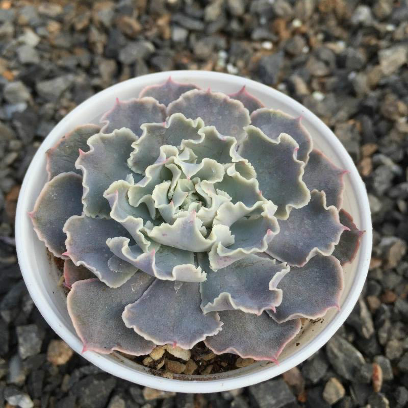 desert dreamer succulent Real Live Succulent Cactus Plant : Echeveria 'Desert Star'