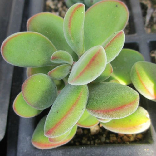 Real Live Succulent Cactus Plant :  Crassula rogersii