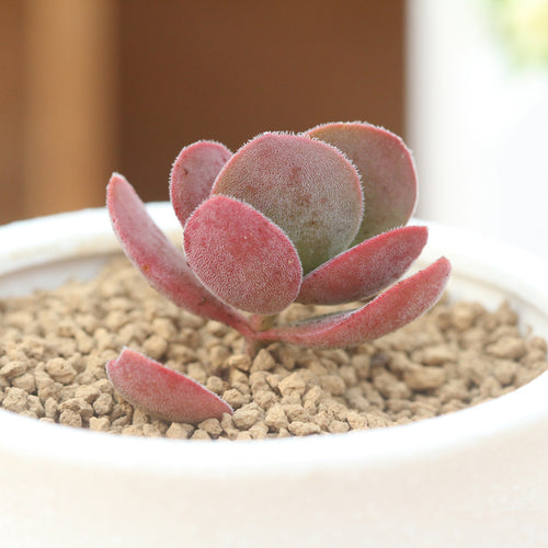 Real Live Succulent Cactus Plant :  Crassula atropurpurea D. Dietr. var. watermeyeri (Compton) Tolken