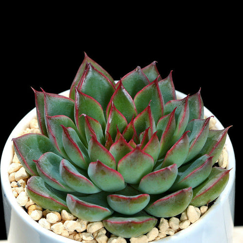 Real Live Succulent Cactus Plant :  Echeveria 'Sagita'