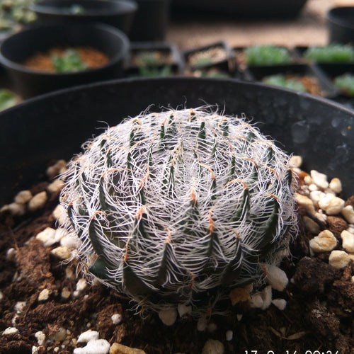 Haworthia arachnoidea 'Dimorphoides' : Real Live Succulent Cactus Plant