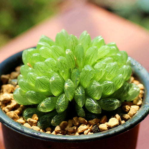 Real Live Succulent Cactus Plant :  Haworthia transiens