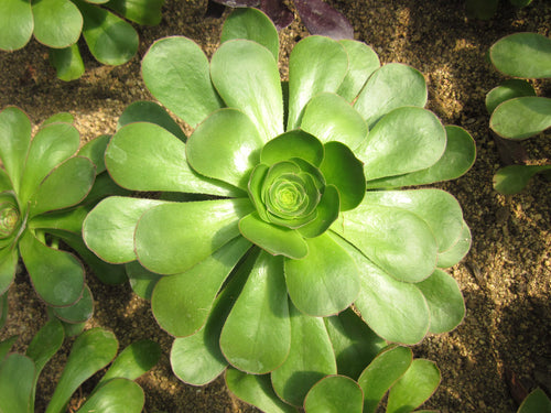 Real Live Succulent Cactus Plant :  Aeonium undulatum Webb et Berthel