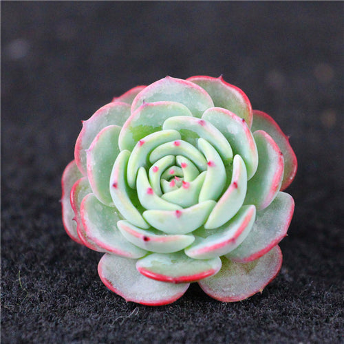 Real Live Succulent Cactus Plant :  Echeveria secunda 'Puebla'