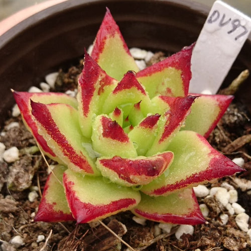 Real Live Succulent Cactus Plant :  Echeveria agavoides 'Corderoyi'