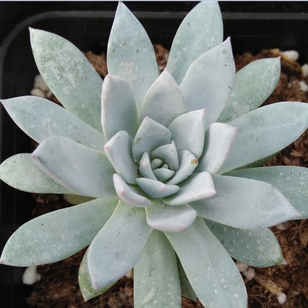 lotus succulent Real Live Succulent Cactus Plant : Echeveria 'Ivory Lotus' – Succulent Zone