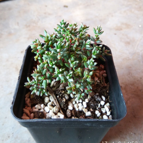 Real Live Succulent Cactus Plant :  Crassula pruinosa L.