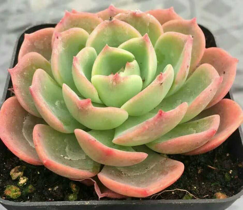 Real Live Succulent Cactus Plant :  Echeveria secunda Booth ex Lindl.