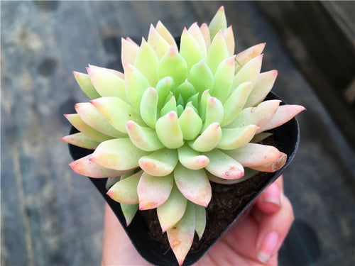 Real Live Succulent Cactus Plant :  Echeveria 'Blue Elf'