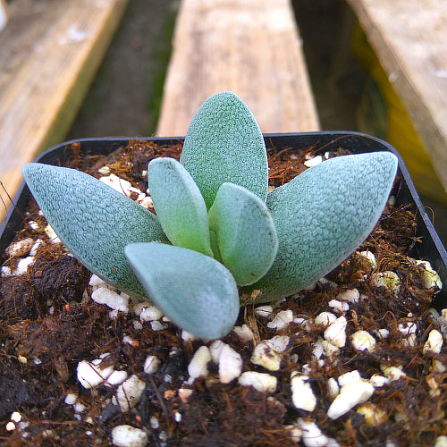 Real Live Succulent Cactus Plant :  Crassula tecta L.