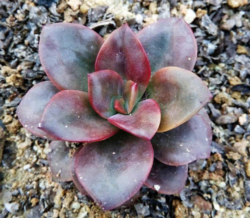 Real Live Succulent Cactus Plant :  Echeveria 'Chroma'