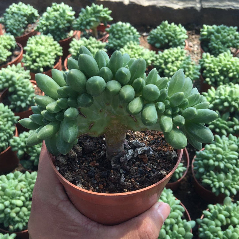 Pachyphytum compactum 'Cristata' : Real Live Succulent Cactus Plant