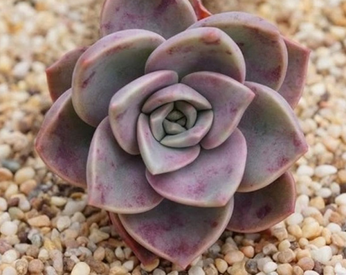 Real Live Succulent Cactus Plant :  Graptoveria Bainesii
