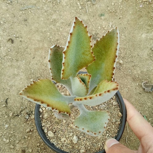 Real Live Succulent Cactus Plant :  Kalanchoe beharensis 'Fang'