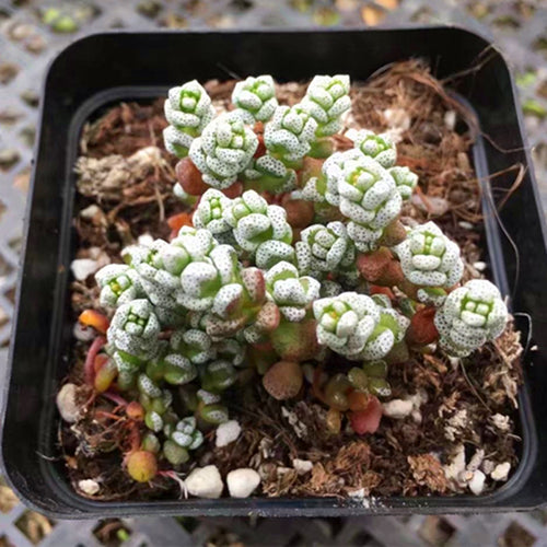 Real Live Succulent Cactus Plant : Crassula corallina