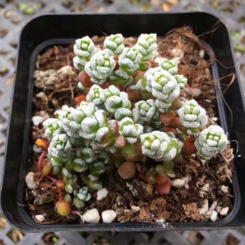coral succulent plant Real Live Succulent Cactus Plant : Crassula corallina – Succulent Zone