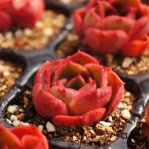 Real Live Succulent Cactus Plant :  Echeveria 'Relena'