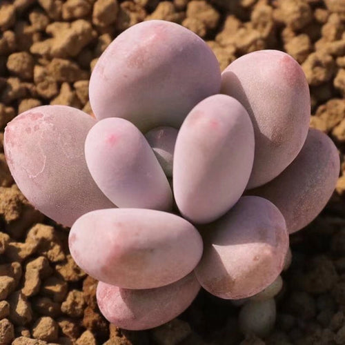 Pachyphytum oviferum 'Tsukibijin' : Real Live Succulent Cactus Plant