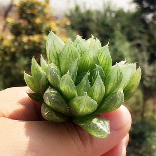 Haworthia gracilis Poelln. var. isabellae (Poelln.) M. B. Bayer : Real Live Succulent Cactus Plant
