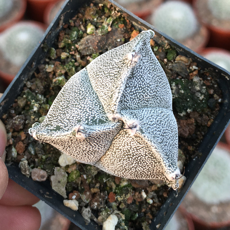 Astrophytum myriostigma var. tricostatum Hort. : Real Live Succulent Cactus  Plant
