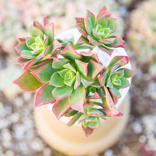 Real Live Succulent Cactus Plant :  Aeonium haworthii Kwebb et Berth