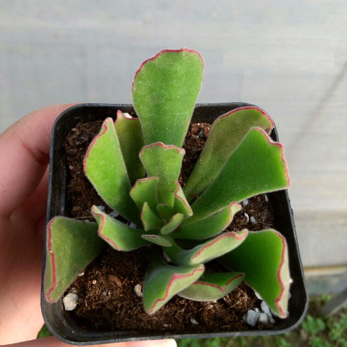 Cotyledon zeyheri Harv. : Real Live Succulent Cactus Plant