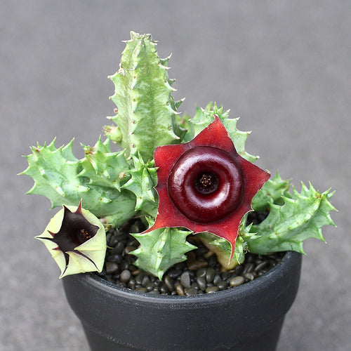 Real Live Succulent Cactus Plant :  Huernia 'Korat Crimson' hybrid Chocolate Donut