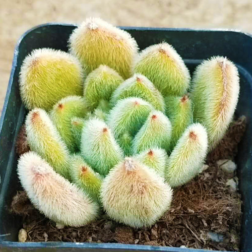 Real Live Succulent Cactus Plant :  Echeveria setosa Rose et J.A.Purt