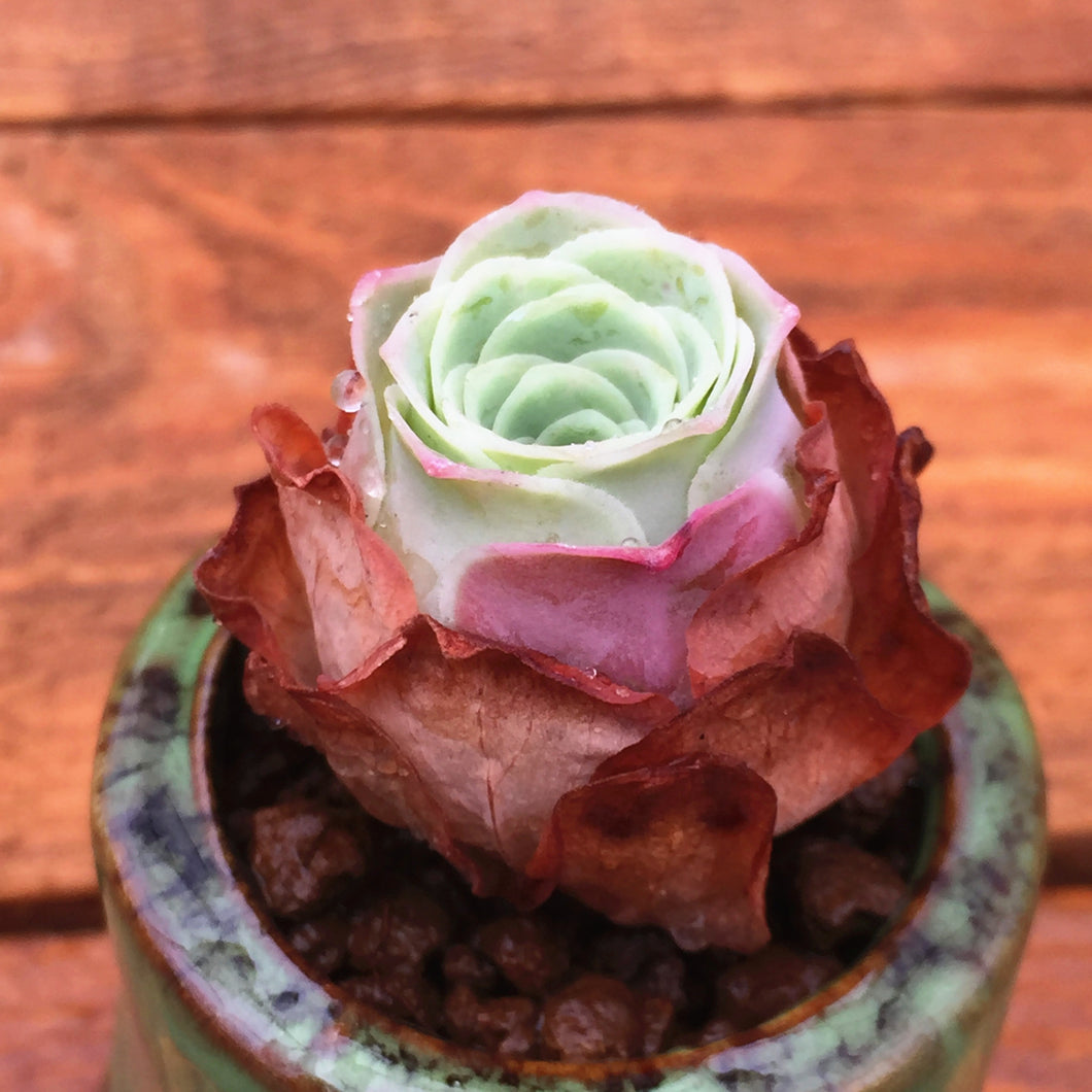 greenovia succulent Real Live Succulent Cactus Plant : Greenovia Aurea Ex Gran Canaria