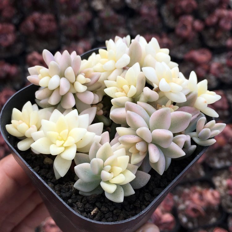 Real Live Succulent Cactus Plant : Graptopetalum mendozae variegata