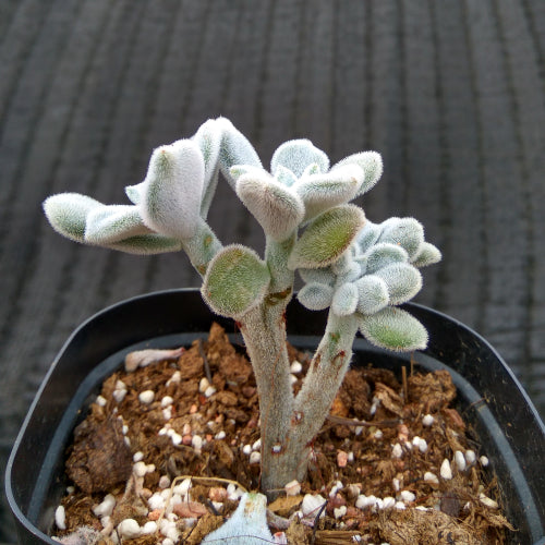 Real Live Succulent Cactus Plant :  Echeveria pulvinata 'Frosty'