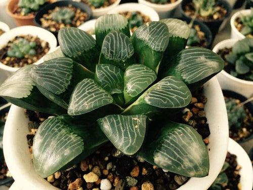 Haworthia 'Hyoga' : Real Live Succulent Cactus Plant