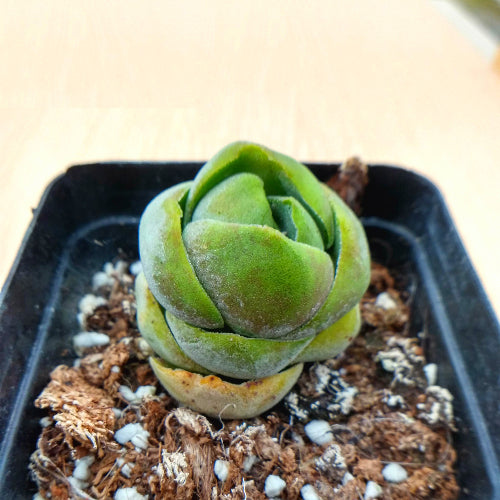 Real Live Succulent Cactus Plant :  Crassula 'Shinrei'