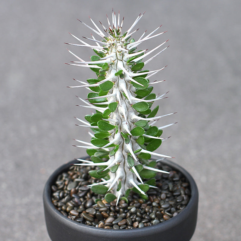 Real Live Succulent Cactus Plant :  Alluaudia montagnacii