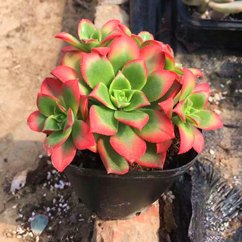 Real Live Succulent Cactus Plant :  Aeonium decorum f. variegata