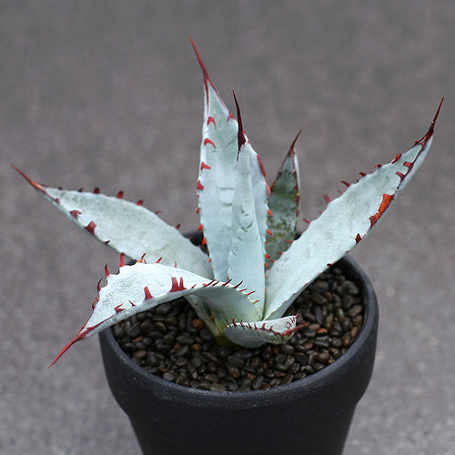 Real Live Succulent Cactus Plant :  Agave palmeri 'Kutsugen No Mai Ogi'