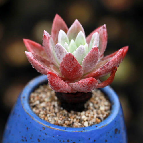 Dudleya caespitosa (Haw.) Britton et Rose : Real Live Succulent Cactus Plant