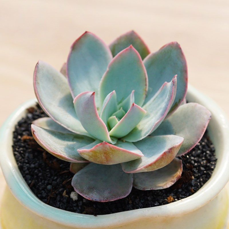 bluish succulent Real Live Succulent Cactus Plant : Echeveria Blue Light – Succulent Zone