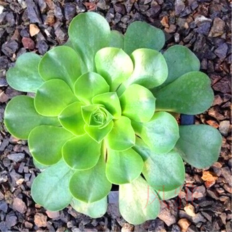 mint saucer succulent Aeonium holochrysum Webb et Berthel : Real Live Succulent Cactus Plant