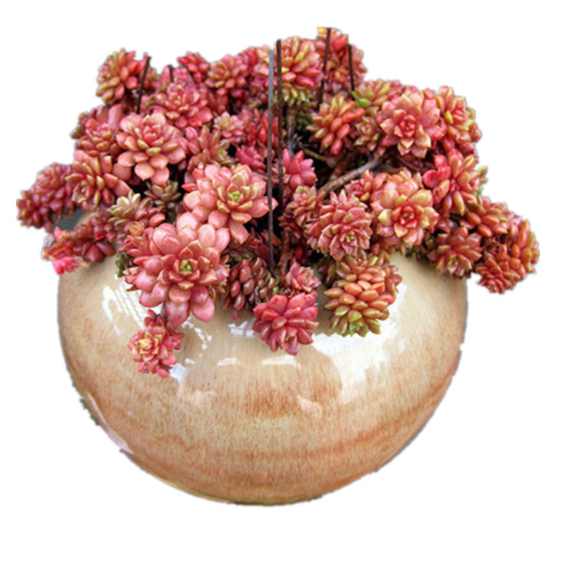 little gem succulent Real Live Succulent Cactus Plant : xCremnosedum cv. 'Little Gem' – Succulent  Zone