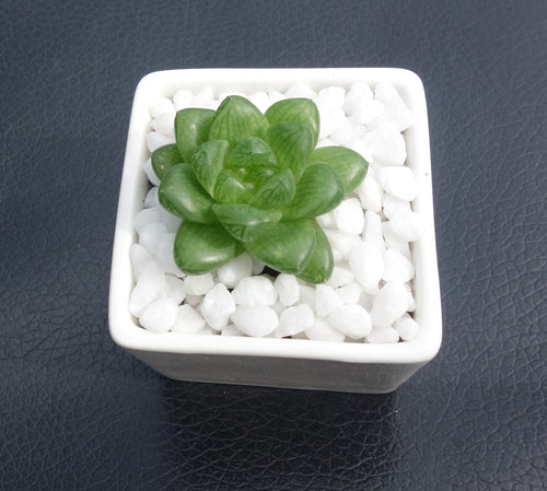Haworthia obtusa Haw. : Real Live Succulent Cactus Plant