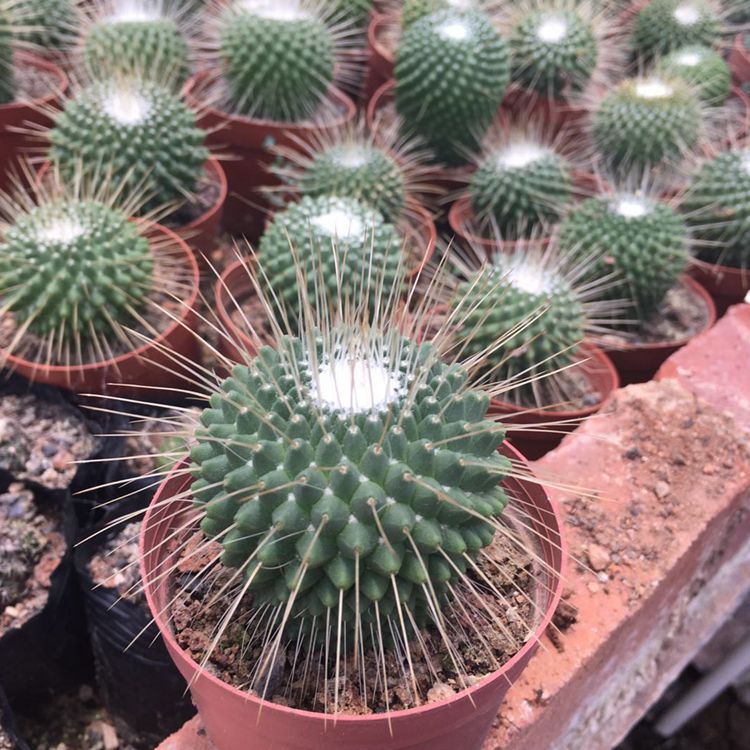 Mammillaria geminispina Haw. var. nivea : Real Live Succulent Cactus Plant