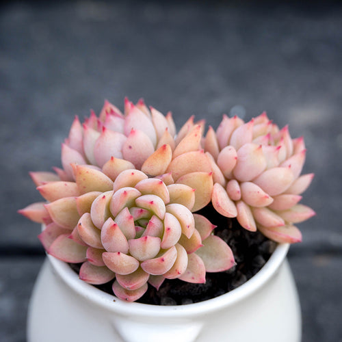 Real Live Succulent Cactus Plant :  Echeveria 'Yuhezhang'