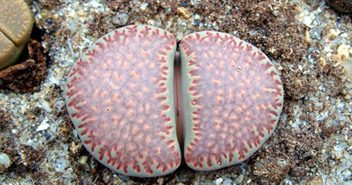 Lithops villetii L. Bolus : Real Live Succulent Lithops Pseudotruncatella Plant