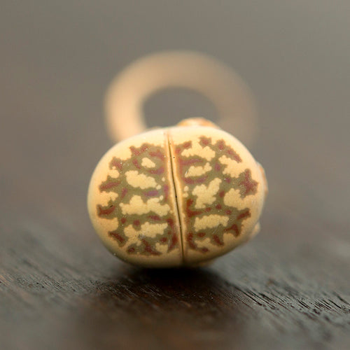 Lithops dorotheae Nel. : Real Live Succulent Lithops Pseudotruncatella Plant