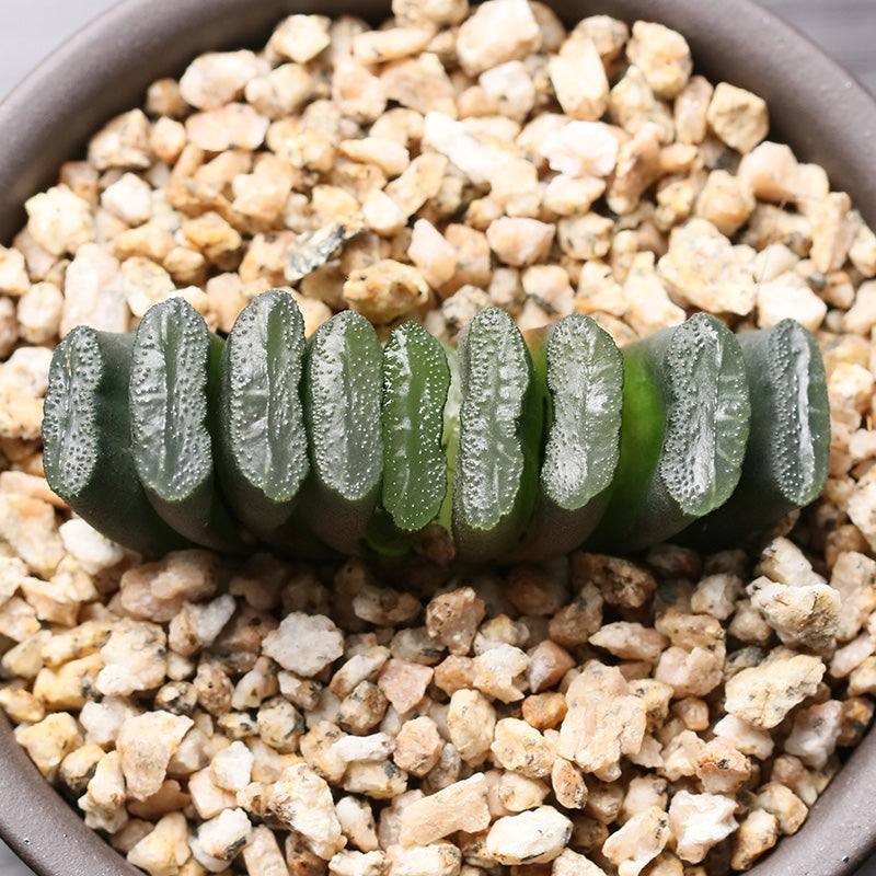 Haworthia truncata 'Boku' : Real Live Succulent Cactus Plant