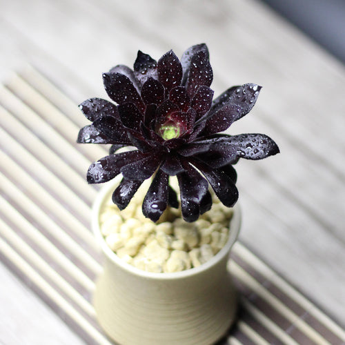 Real Live Succulent Cactus Plant :  Aeonium arboreum var. atropurpureum