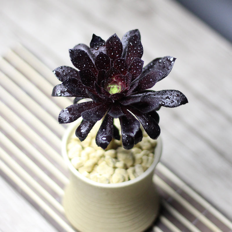 atropurpureum succulent Real Live Succulent Cactus Plant : Aeonium arboreum var. atropurpureum – Succulent Zone