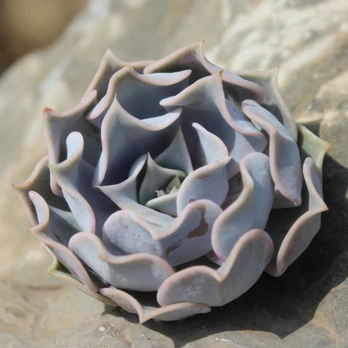 ghost echeveria succulent Real Live Succulent Cactus Plant : Echeveria 'White Ghost' – Succulent Zone