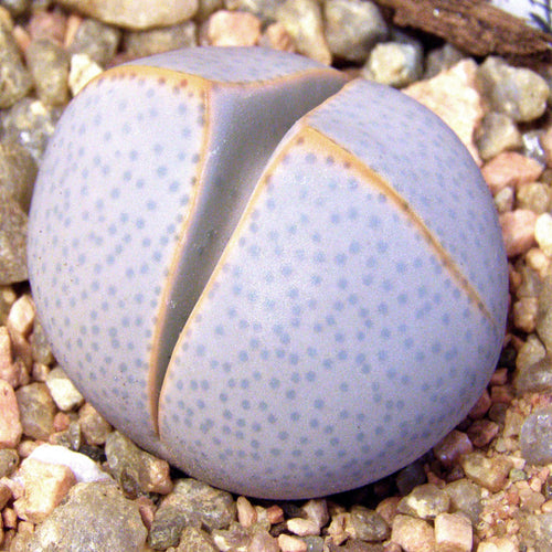 Dinteranthus inexpectatus (Dinter) Schwantes : Real Live Succulent Lithops Pseudotruncatella Plant